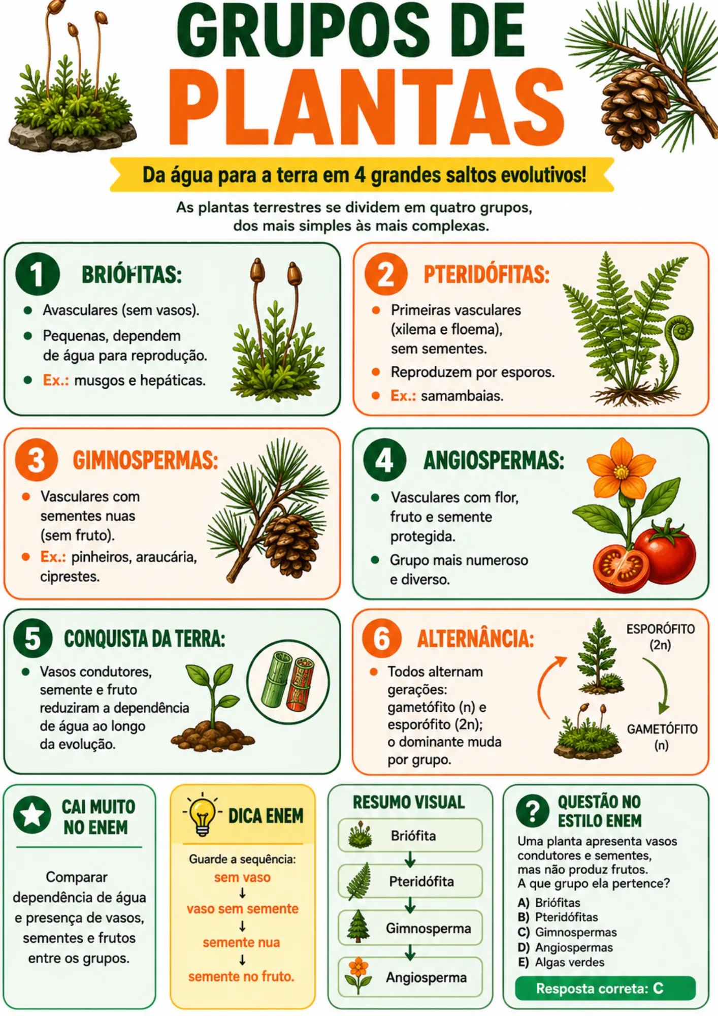 Resumo visual de Biologia