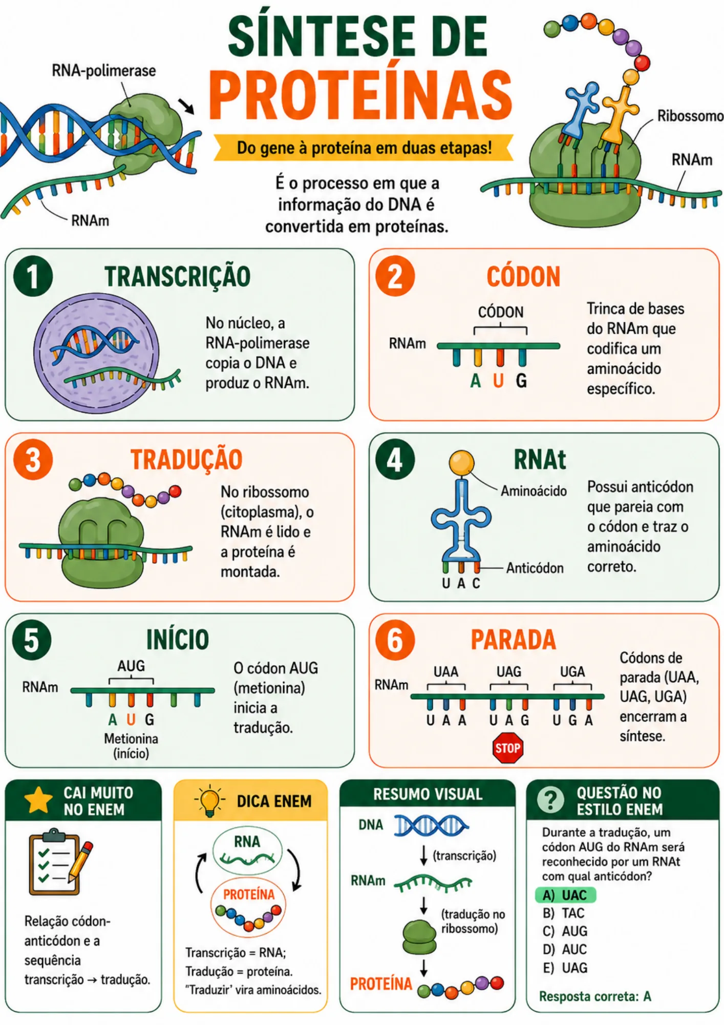 Resumo visual de Biologia